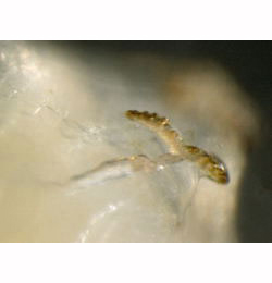 Phytomyza obscurella larva,  posterior spiracle,  lateral